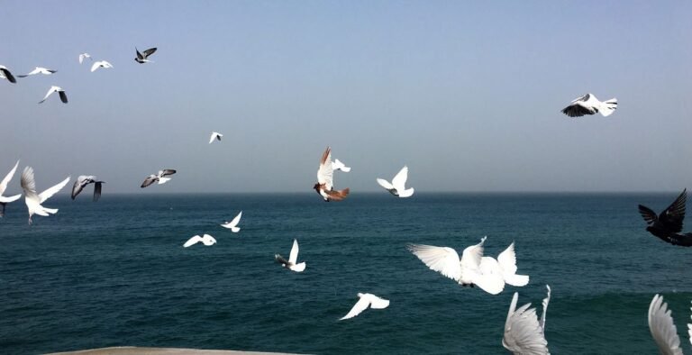 test_banner_profile